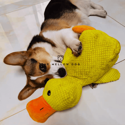 Calming Duck