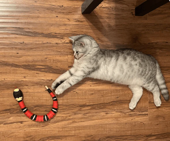 Interactive Snake Toy