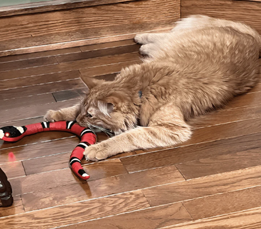 Interactive Snake Toy