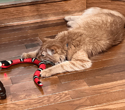 Interactive Snake Toy