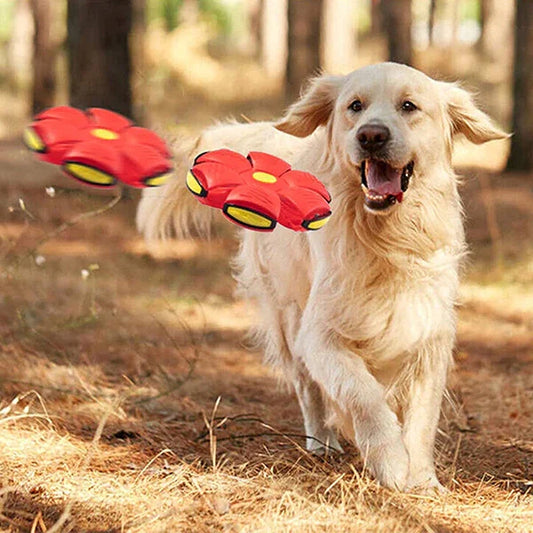 Dog Indoor & Outdoor Saucer Ball